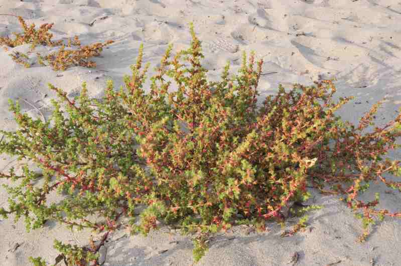 Salsola tragus / Salsola caprina